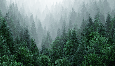 Real Trees 1.1 For Blender Crack Full Download aeblender.com
