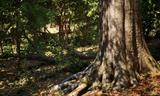 UnrealEngine 5 MW Broadleaf Trees Forest Biome Crack Download