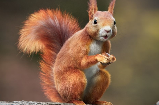 CGTrader RedSquirrel Summer 3D Model Textures Crack Download