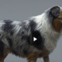 Gnomon Workshop - Realistic Dog Grooming Course 2023 Download