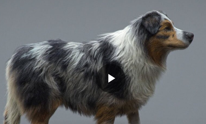 Gnomon Workshop – REALISTIC DOG GROOMING Course Free Download