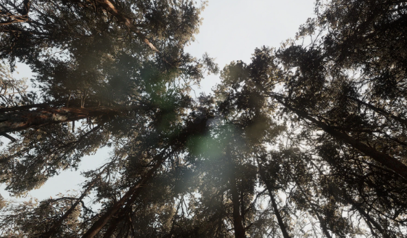 UnrealEngine 5.1 – Pine Forest – Photogrammetry Biomes Crack Download