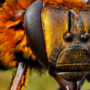 UnrealEngine - Animalia - Honeybee Crack 2023 Fast Download