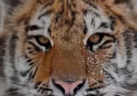 King's Topaz Photo AI v3.0.4 Crack June 2024 Update Download