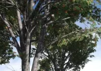 Levelup Digital Game-Ready Tree Creation Maya to Unreal Course Download