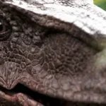 Raptor Dinosaur 3D Model Realistic And Rigged Crack Download