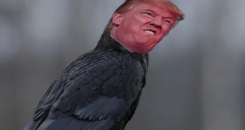 Carrion Crow Animation - VFX Grace Crack Download