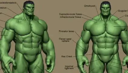 Nexttut - Superhero Anatomy Course - The Hulk Free Download