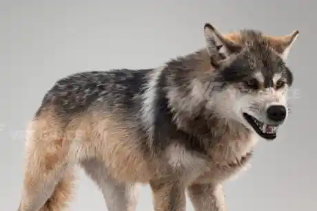 Blender Realistic Eurasian Wolf 3D Model (VfxGrace) Free Download