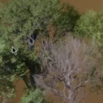 Foliage VOL.45 Beech Trees Unreal Engine Full Free Download