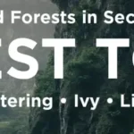 Unreal Engine 5.7 - Forest Tools Scattering System Full Download