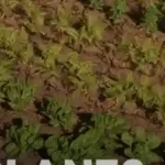 Unreal Engine 9 Foliage Collection + Foliage Plugin Download 2026